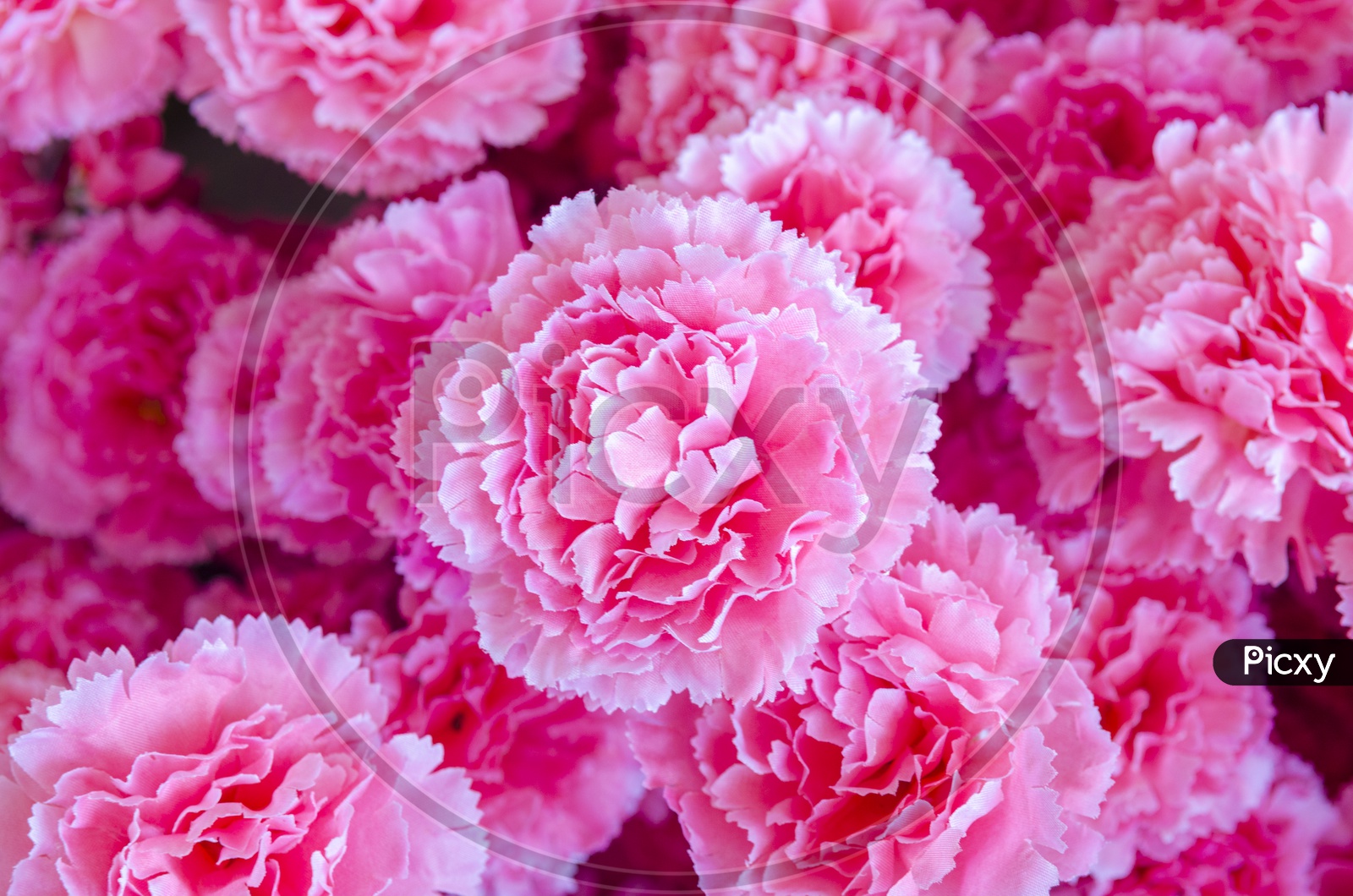 Pink flowers background for Valentine's Day