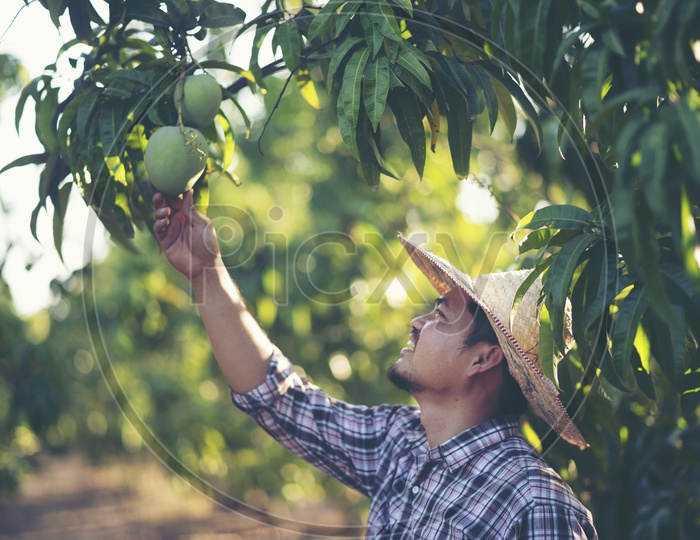 Asian Farmer checking mango quality in the Orchard