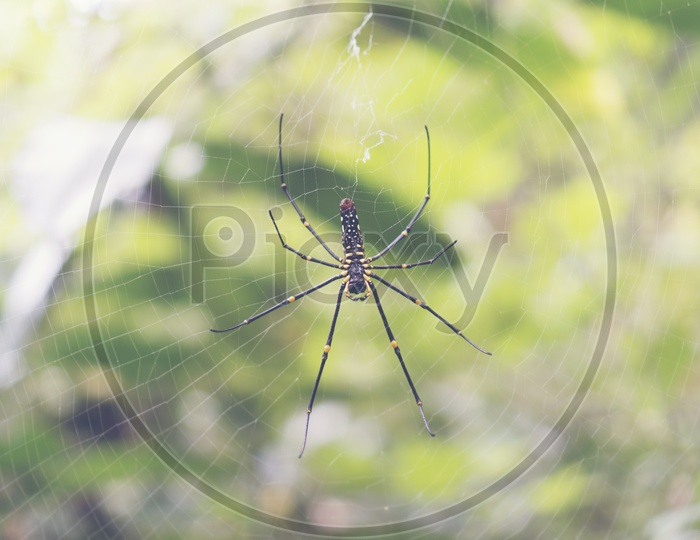 wild spider on the web in the forest