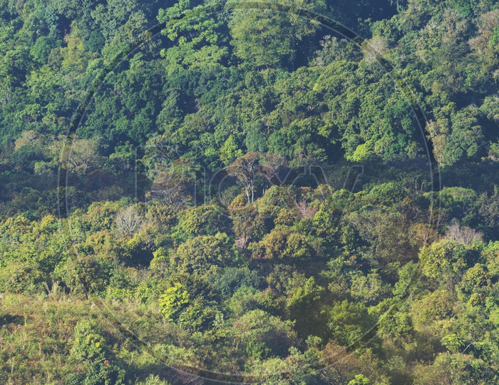 bird eyes view of tropical rain forest, Thailand