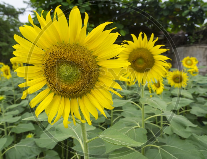 Sun Flowers  Growing In Agricultural Field