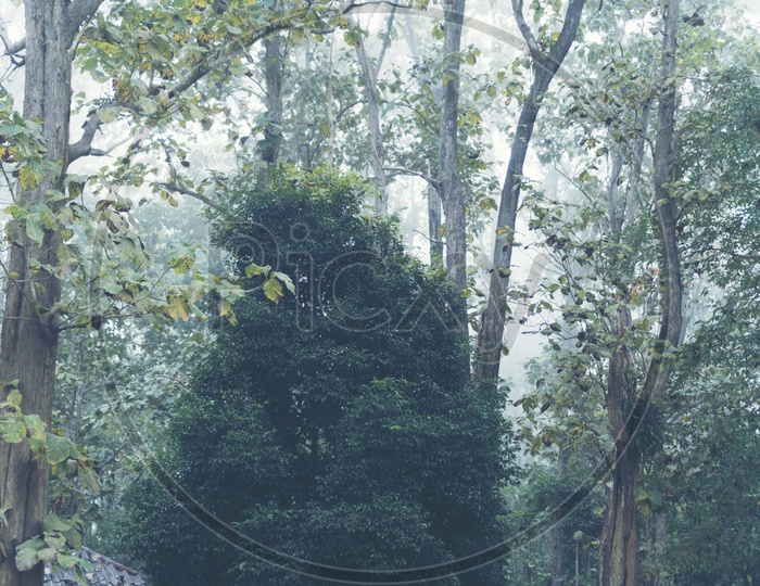 A Dense tree in tropical forest, Thailand