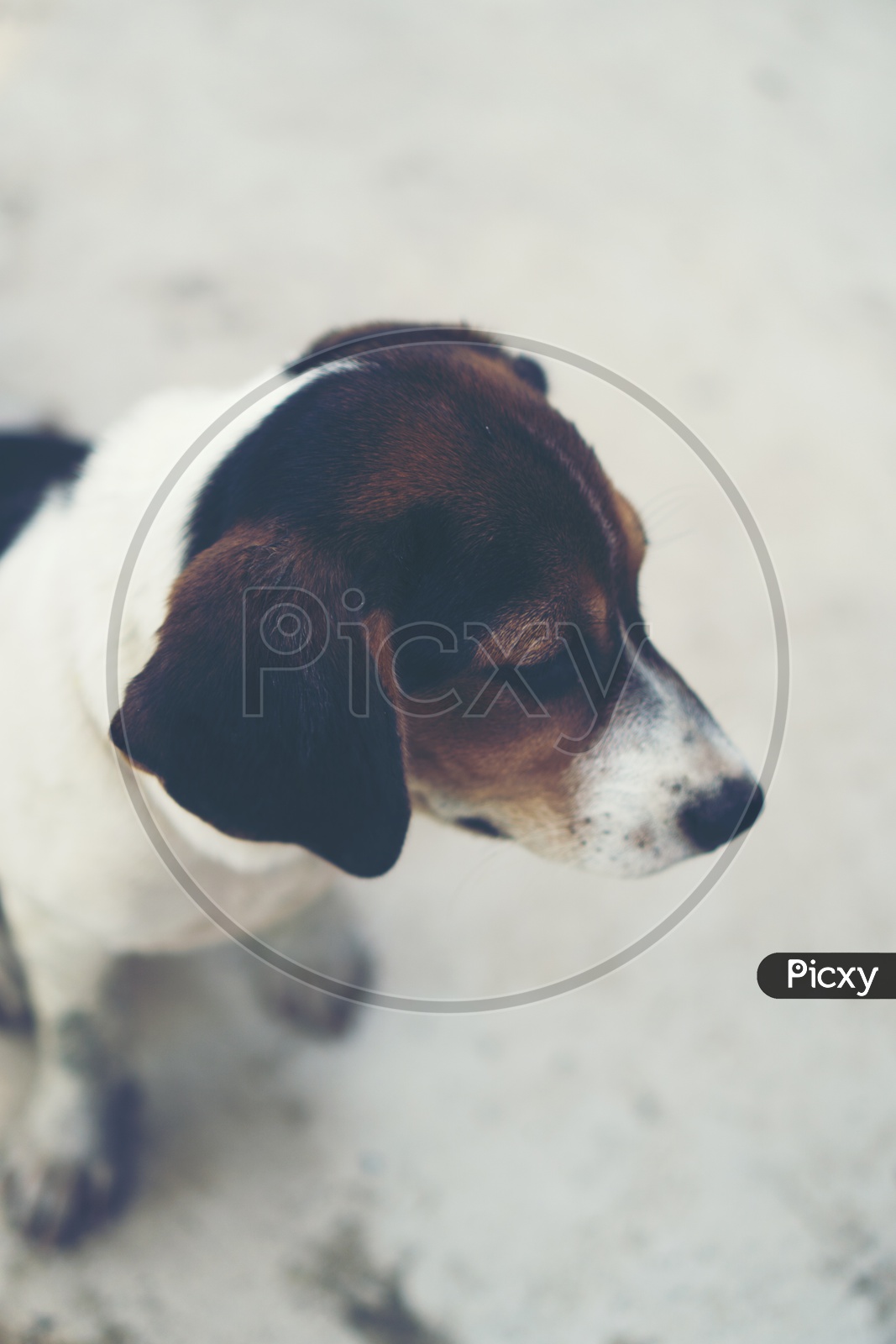 Close up of breed beagle Puppy looking down