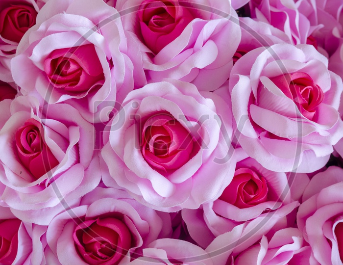 Close up of pink rose flowers, background for Valentine's Day