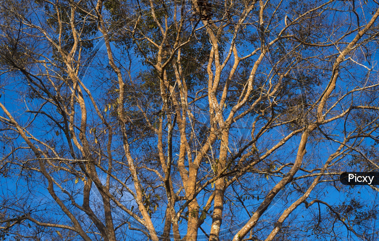 Dry tree branches with blue sky