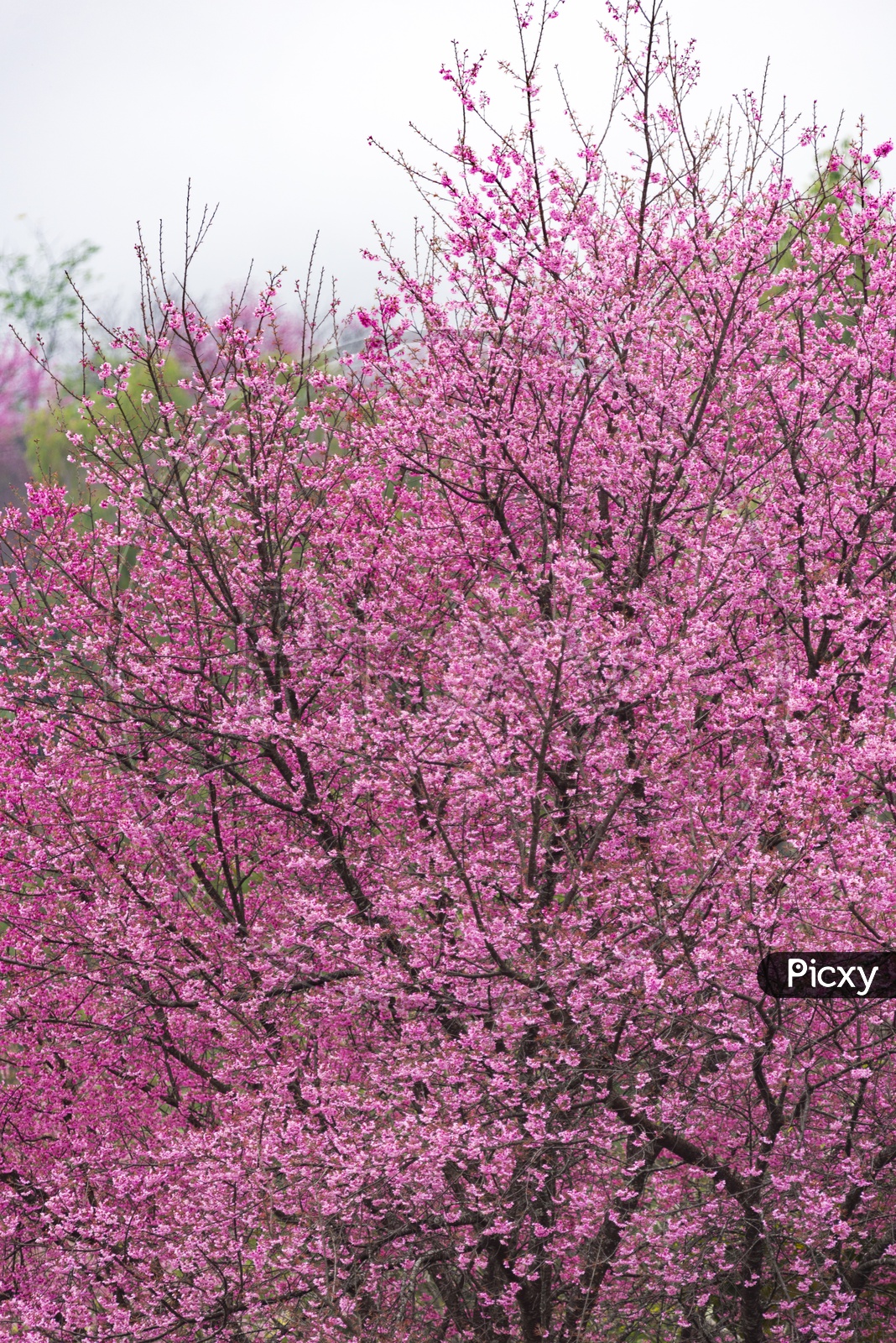Pink Flowers On Tropical Forest Trees Closeup