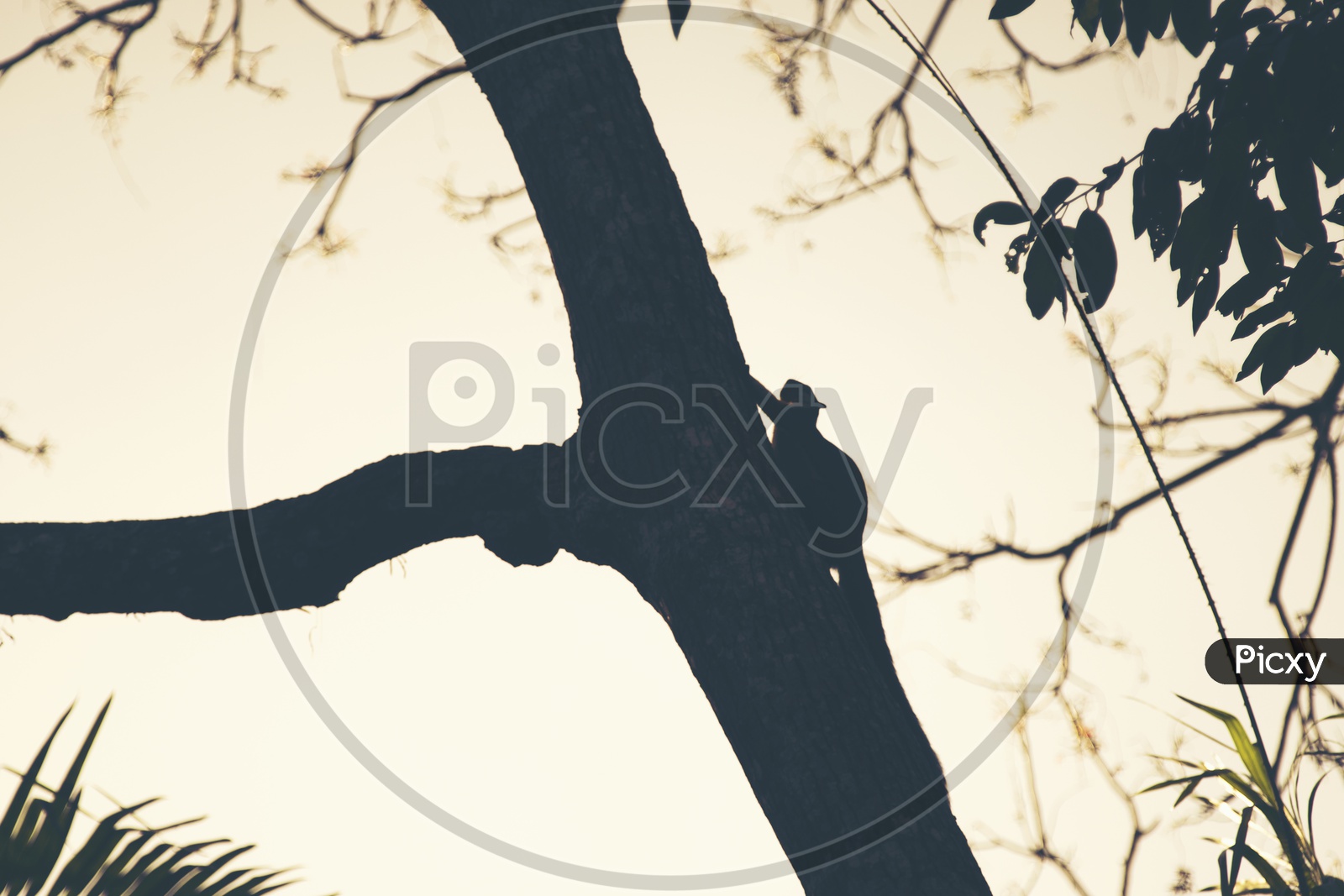 Silhouette of a Black giant squirrel on the tree at National Park in Thailand
