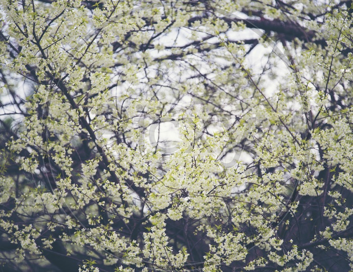 Blooming Flowers In Spring On trees