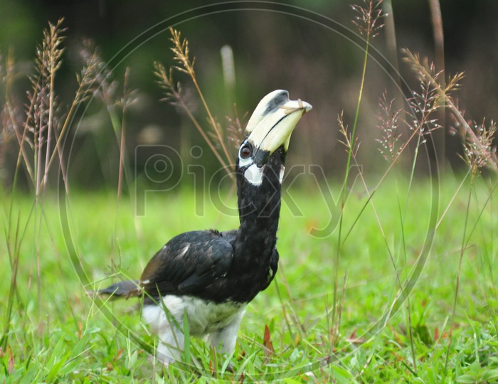 The oriental pied hornbill looking up (Anthracoceros albirostris)