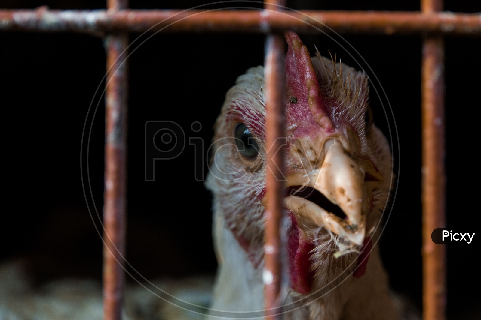Close up of a hen face through the cage