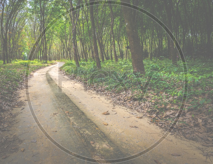 A View Of Pathways With Vehicle Tire Marks in Rubber Plantations With Rubber Trees On Both Sides