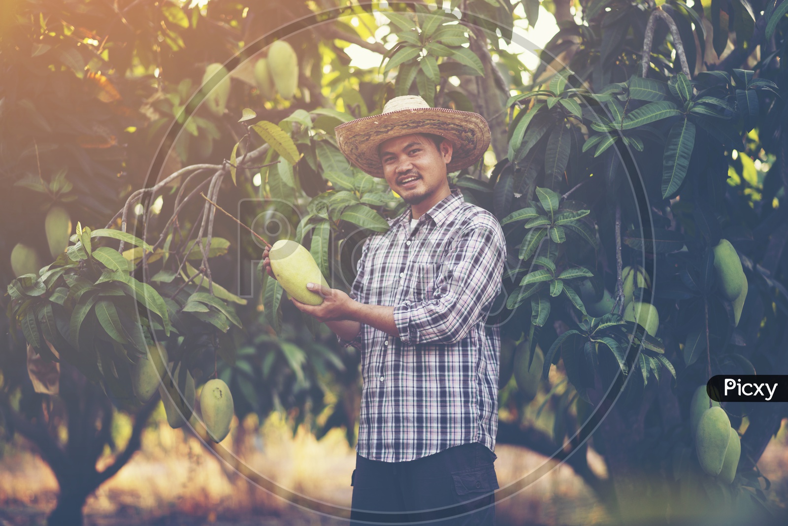 Young Asian farmer showing  mango fruit in organic farm