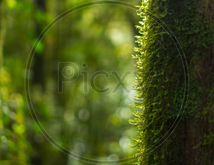 Green Moss Growing on  tree Bark Of Tropical Rain Forest
