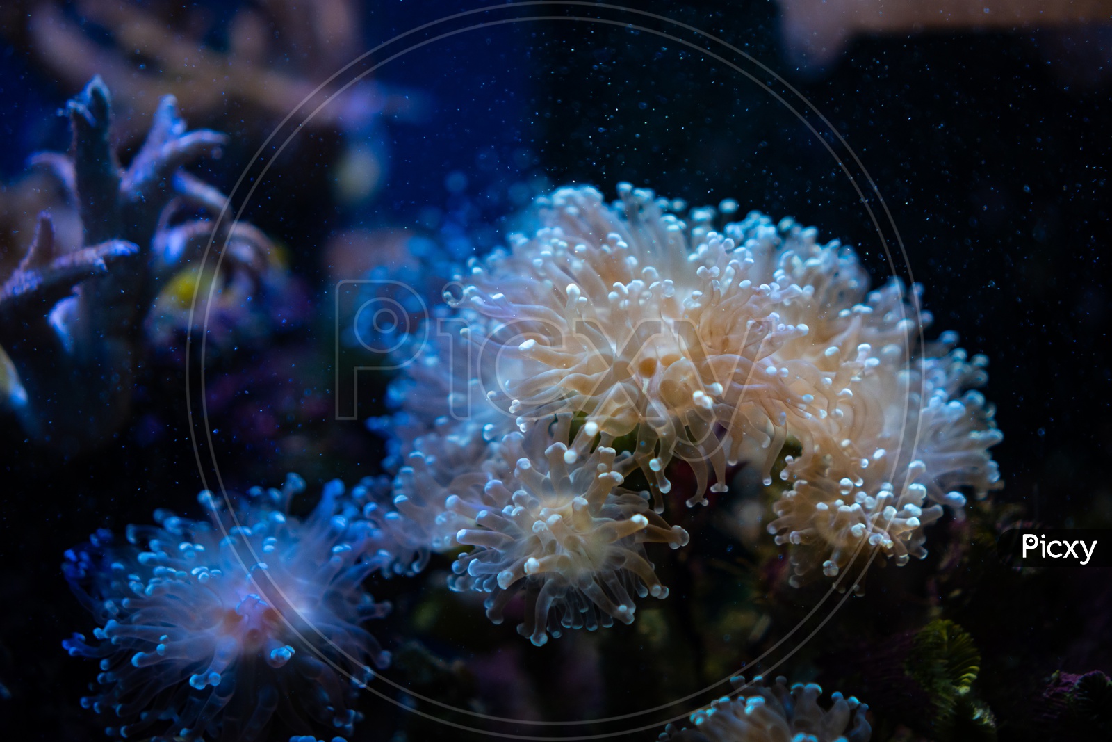 Close up of Amazing coral reef aquarium moment