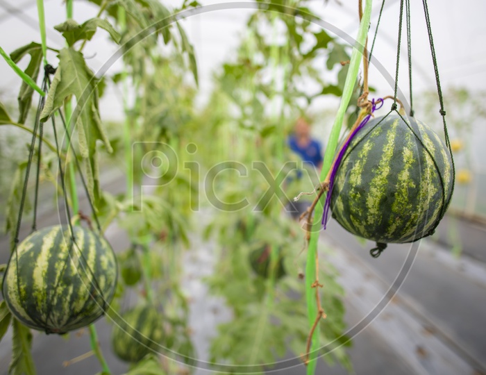 Watermelons Cultivation in Greenhouses