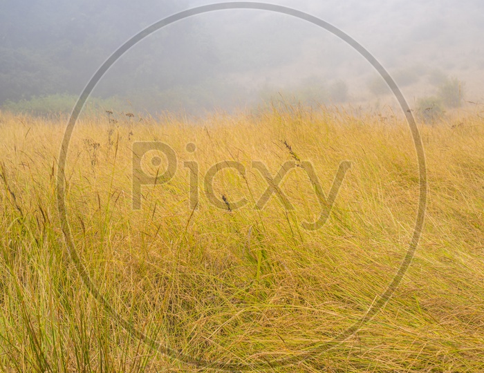 Golden Grass In a Tropical Forest of Doi Inthanon National Park