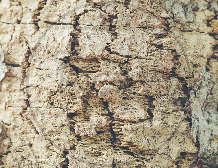 Texture And Details Of Tree Bark Closeup Forming a Background