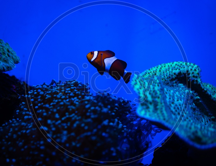 Nemo fish are swimming with beautiful corals.