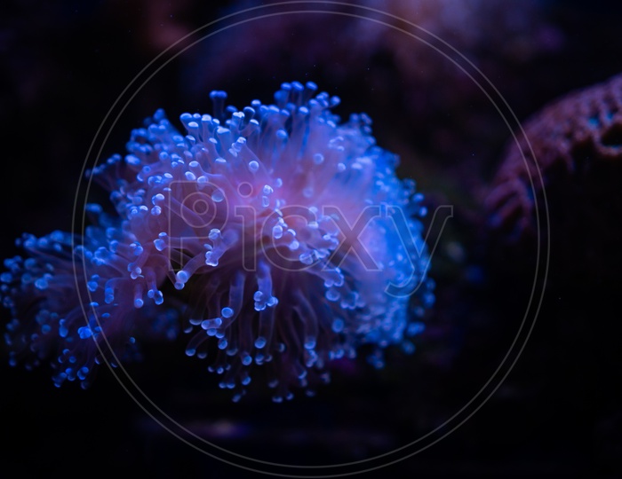 Close up of Amazing coral reef aquarium moment