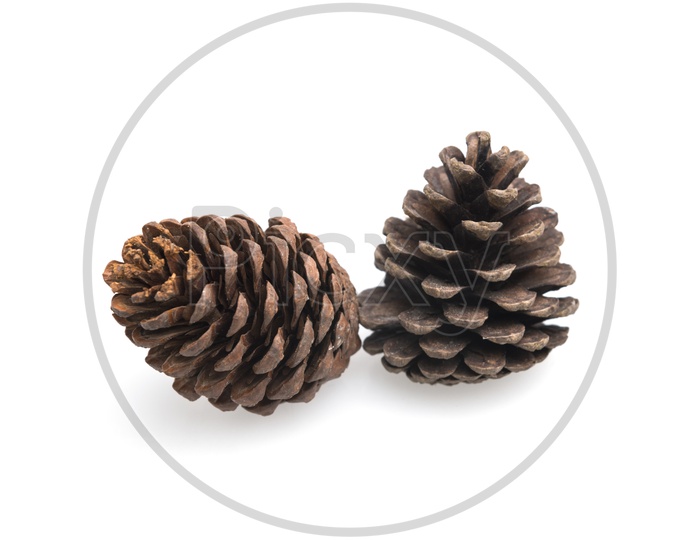Two Pine cones of Thailand