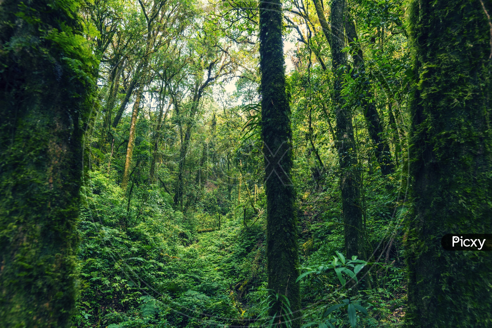 Trees Growing In Dense Tropical Forest