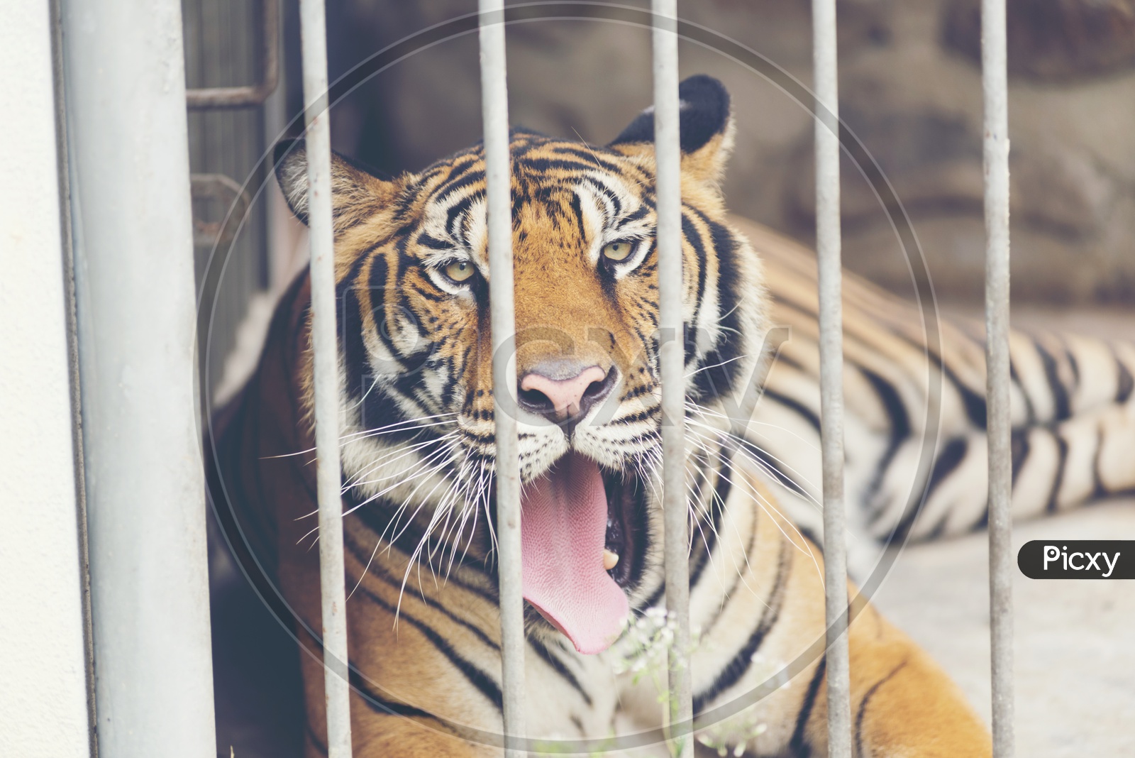 Bengal Tiger in a cage
