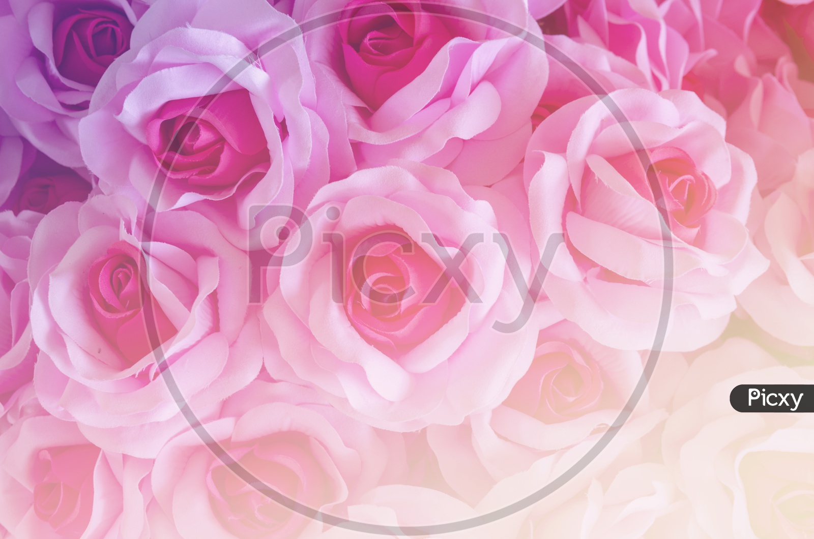 Close up of rose flowers, background for Valentine's Day