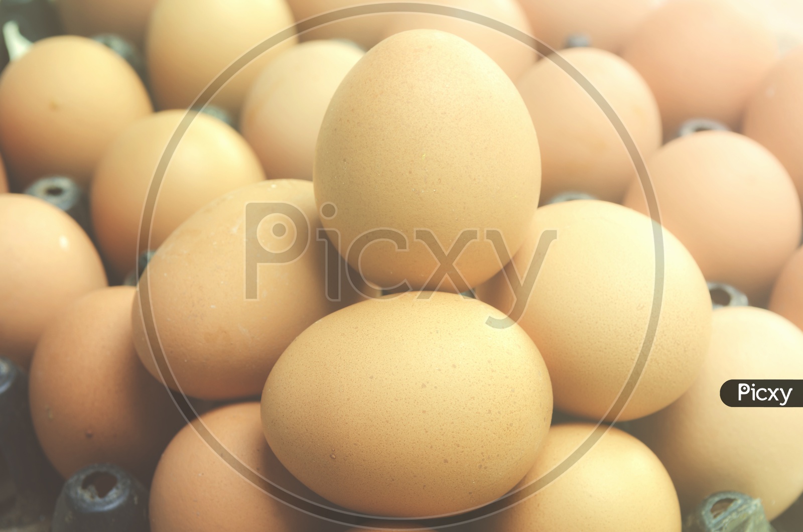 Chicken Eggs Or Organic Eggs in a Tray  Closeup