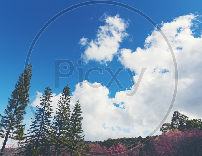 Pine Trees And Pink Flower Blossoms In a tropical Forest  With Blue Sky