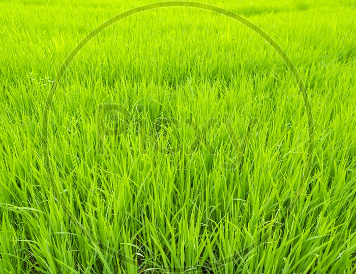 Green paddy rice field, Thailand