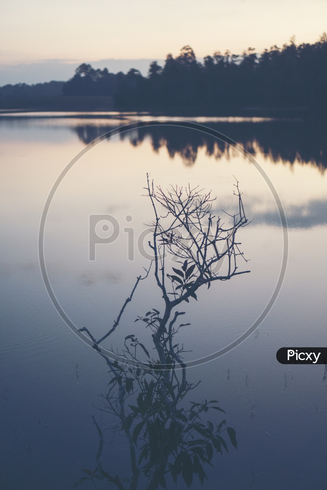 Silhouette of a plant in the lake during sunset
