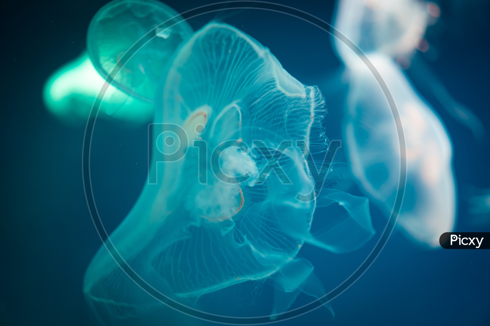 Close up of a Moon jellyfish with blue light background