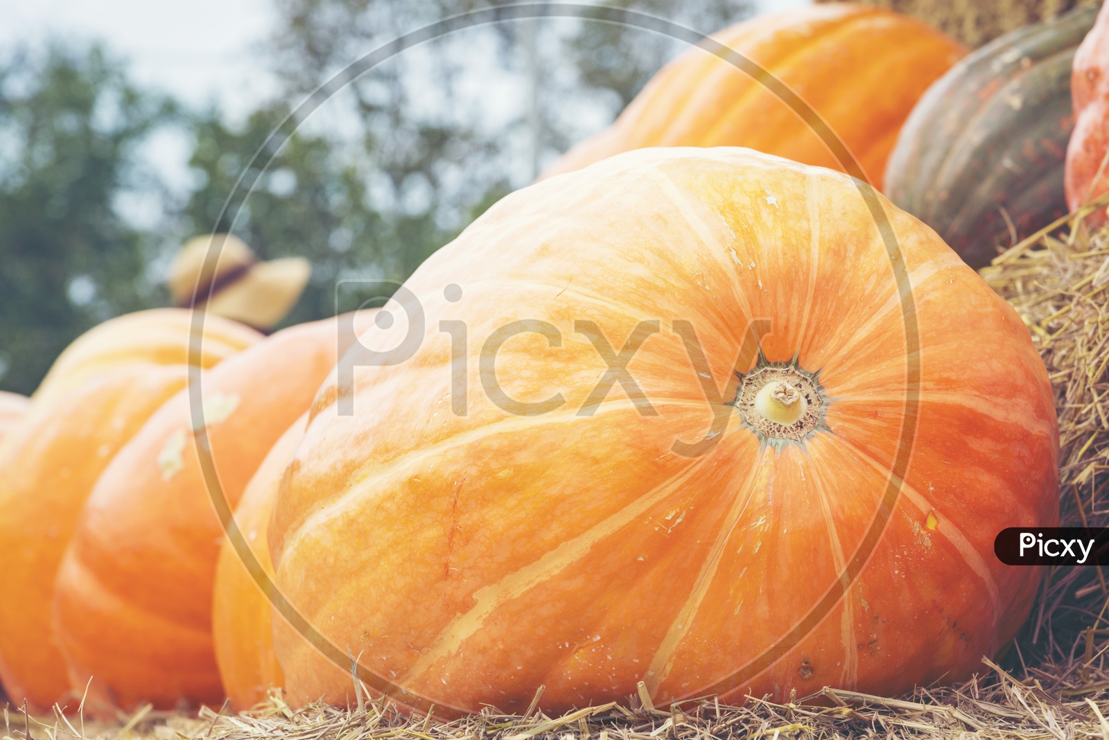 Halloween Festival Background With Giant Pumpkins