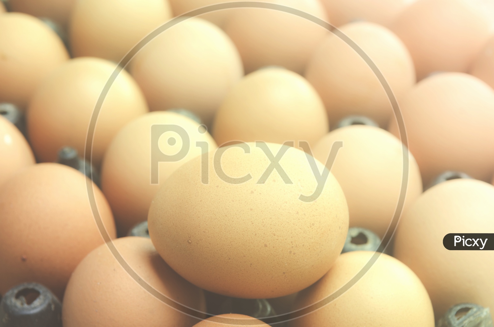 Group Of Organic Eggs In a Tray Closeup Forming a Background
