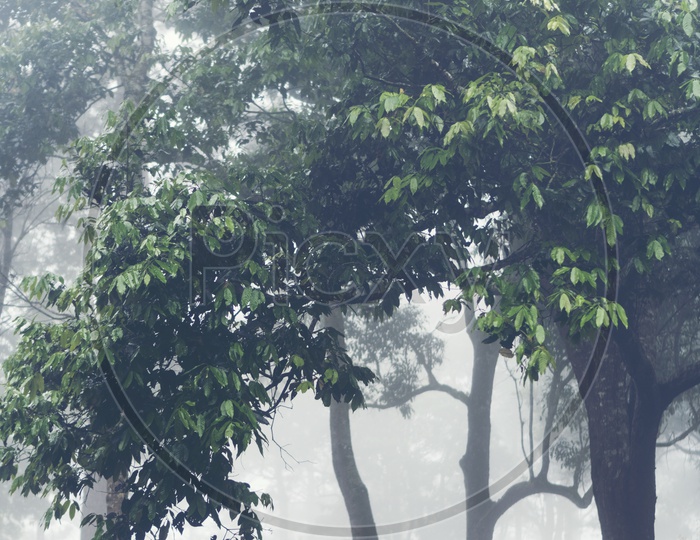 Scenic Foggy Forest of fresh green deciduous trees