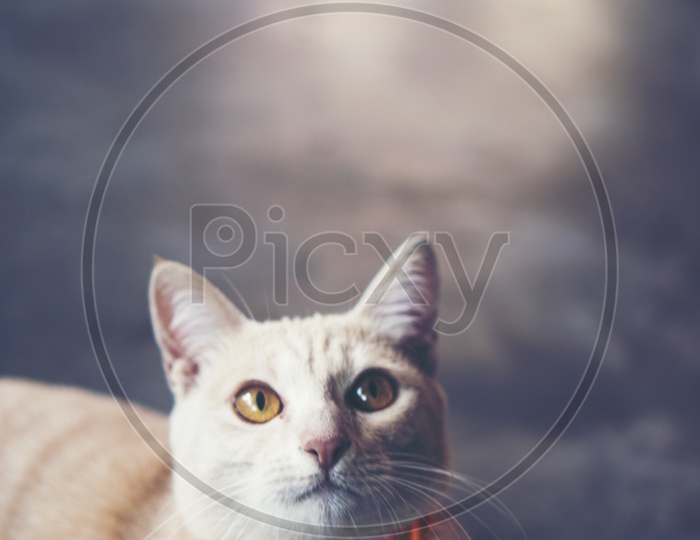 White grey cat in vintage filter image