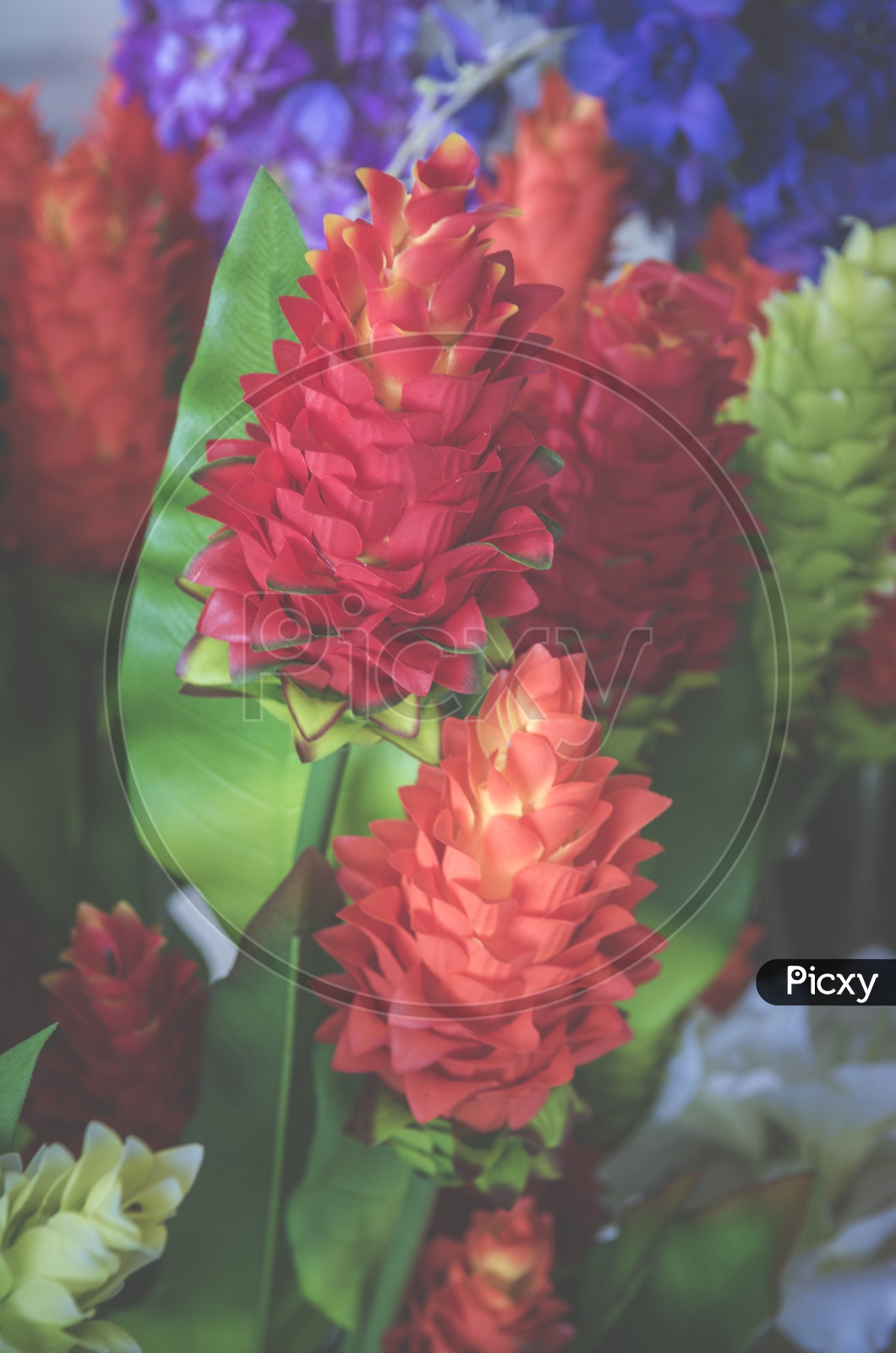 Red Ginger Flower or Ostrich Plum Closeup