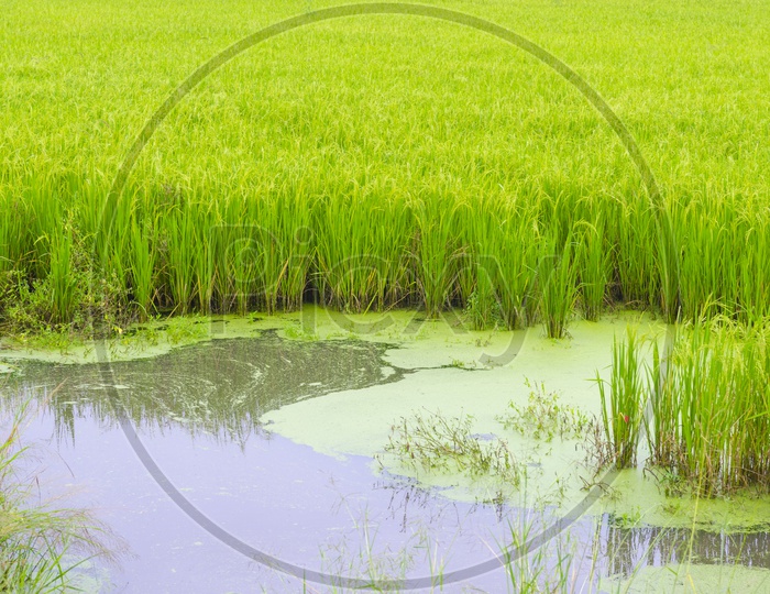 Water in Green paddy rice field, Thailand