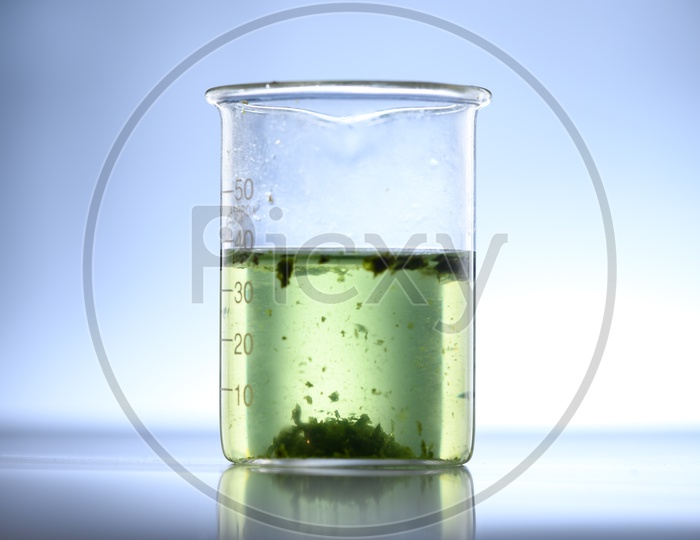 Algae seaweed in science experiments, laboratory research
