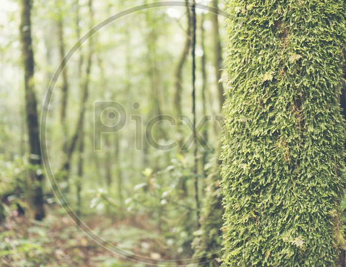 Green Moss Growing on Tree Bark Of Tropical Rain Forest In Khao Yai National Forest