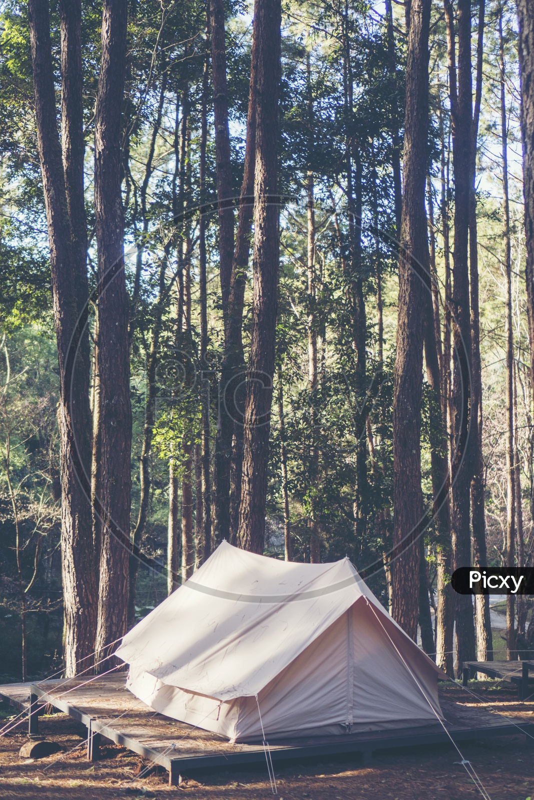Camping Or Tents Under Pine Trees In Tropical Forest In Khao Yai National Park