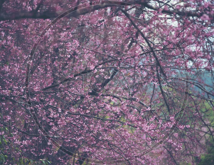 Spring Cherry Blossoms of Pink Flowers