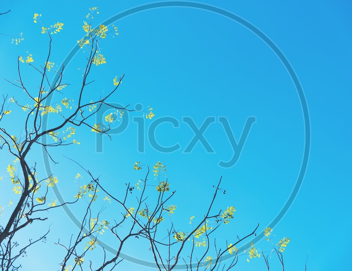 Yellow flowers on the dry branches with blue background