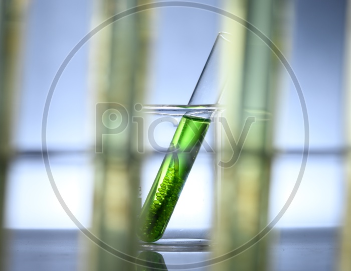 Algae seaweed in test tubes in science experiments, laboratory research