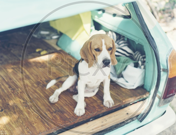 Beagle Puppy dog in car