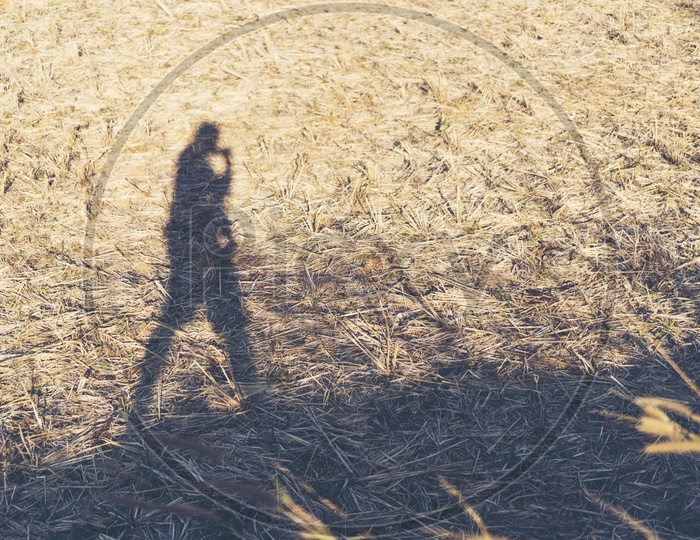 silhouette of a man on the dry grass walking alone