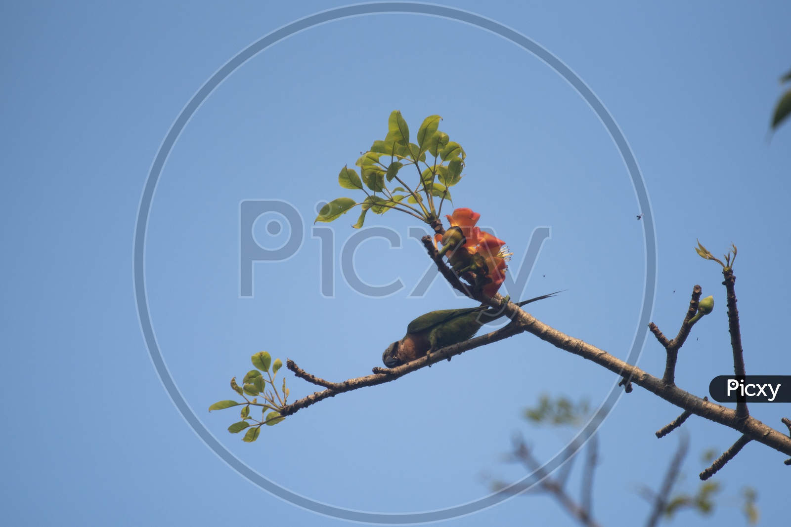 Parrot On a Tree Branch