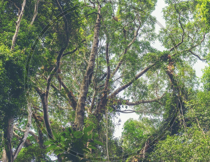 Lower View of Trees in Khao Yai National Park, Thailand