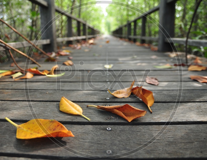 yellow dry leaves on the wooden walk way