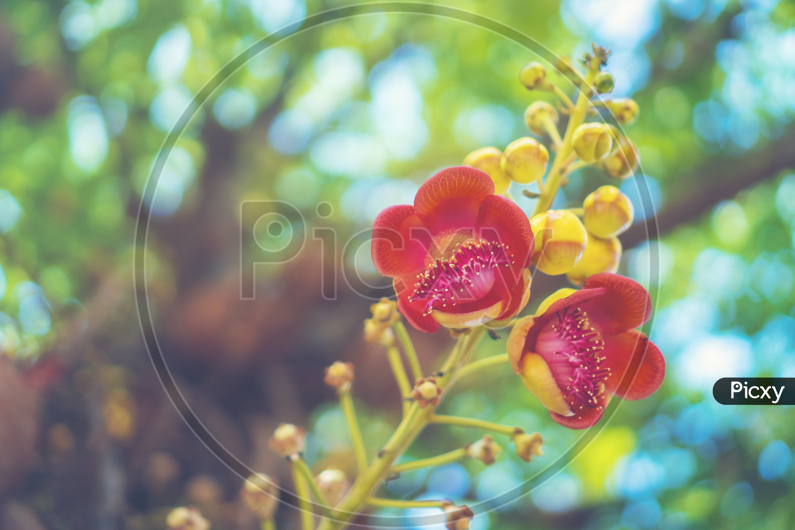 Close up of Shorea robusta flower or Sal tree flower on the tree with nature tree bokeh background